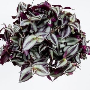 Tradescantia Zebrina