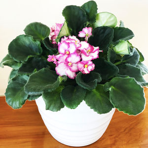 African Violet