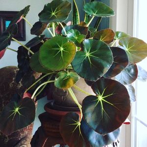 Garden Centre: Beefsteak Begonia Erythrophylla