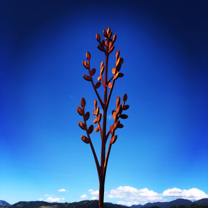 Corten Steel Ladybugs: Toi Wands Corten Steel NZ Artist