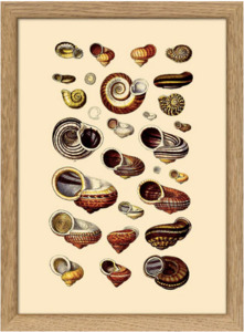 Art 1: Oak Framed Shells