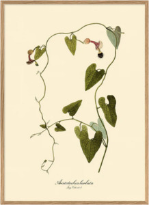 Art 1: Oak Framed Botanical Prints