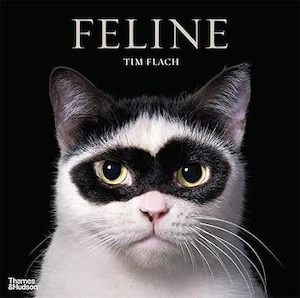 Photography: Feline