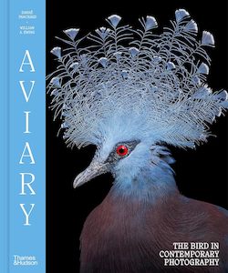 Photography: Aviary: The Bird in Contemporary Photography