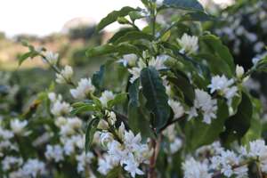 Core Offer List: Dumerso Yirgacheffe