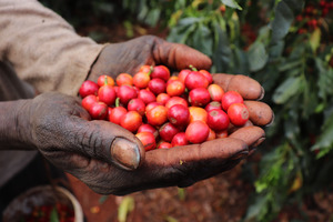 Green Coffee Beans: Green Coffee Beans- Kenya Tatu Peaberry Washed Microlot