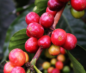 Best Selling: Single Origin- Kenya, Kiambu County- Tatu Estate Peaberry