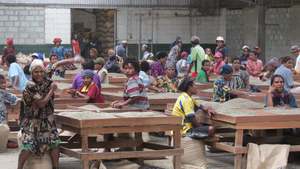 Green Coffee Beans: Green Coffee Beans- PNG Western Highlands B 1kg