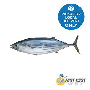 ADDICTION OUTDOORS - SKIPJACK WHOLE TUNA/BONITO BAIT FROZEN