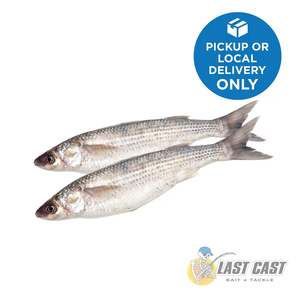 LAST CAST - WHOLE GREY MULLET BAIT FROZEN TWIN PACK