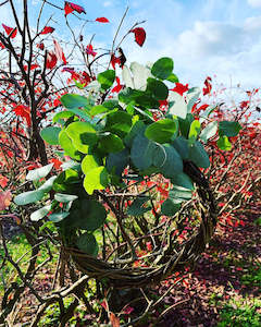 Greenery Foliage: Dried Eucalyptus Wreath (S) Style 2 Made to Order