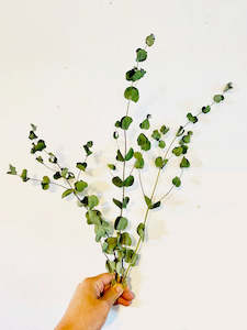 Greenery Foliage: Eucalyptus Semi-Dried Foliage -'Baby Blue'
