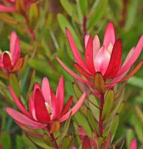 Flower Arrangement: Leucadendron Protea Dried Flower Bouquet
