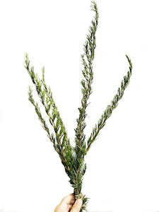 Flower Arrangement: Rosemary Dried Foliage -'Tuscan Blue' (2 bundles)