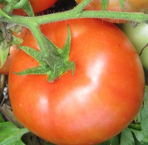 Tomato Outdoor - BRIDAL - Lefroy Valley
