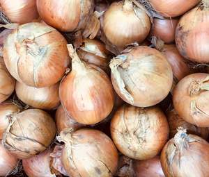 Products: Onion Bulbing - TITAN - Lefroy Valley