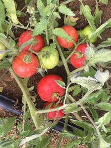 Products: Tomato Outdoor - RHODES - Lefroy Valley