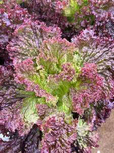 Products: Lettuce Fancy - LIBERATION - Lefroy Valley