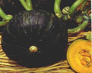 Squash - SWEET MAMA - Lefroy Valley