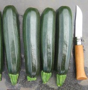 Zucchini - BALLISTIC - Lefroy Valley