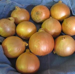 Onion Bulbing - COMET - Lefroy Valley