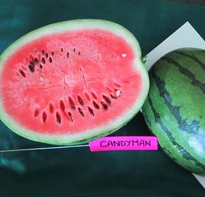 Products: Watermelon Seeded - CANDYMAN - Lefroy Valley