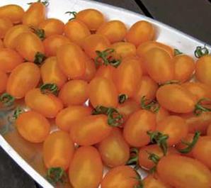 Tomato Outdoor - SWEETGOLD - Lefroy Valley