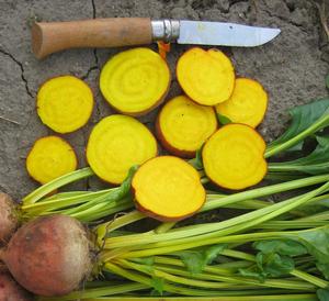Beetroot - GOLDRUSH - Lefroy Valley