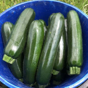 Zucchini - ARMOUR - Lefroy Valley