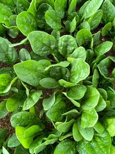 Spinach - ACCORDION - Lefroy Valley