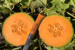 Products: Melon Rock - AUROUS - Lefroy Valley
