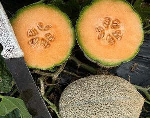 Products: Melon Rock - INCA - Lefroy Valley