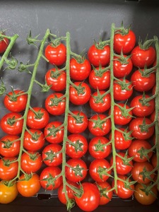 Tomato Indoor - XANADU XR - Lefroy Valley
