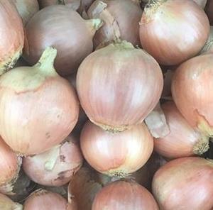 Products: Onion Bulbing - KOHLI - Lefroy Valley
