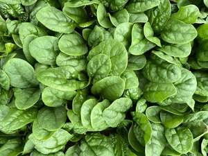Spinach - OPAL - Lefroy Valley