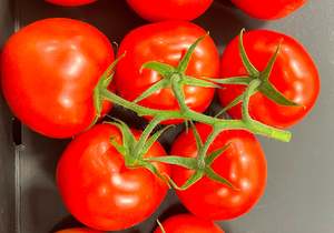 Tomato Indoor - MACXIZE XR - Lefroy Valley