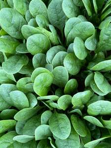 Spinach - QUARTZ - Lefroy Valley