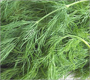Products: Herb General - Dill DILLICIT - Lefroy Valley