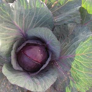 Products: Cabbage Mini Red - WEE RED - Lefroy Valley