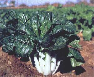 Products: Chinese Greens Pak Choi - JOI CHOI - Lefroy Valley