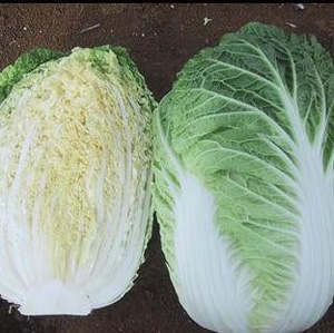 Products: Cabbage Chinese - SAMURAI - Lefroy Valley