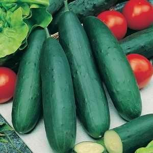 Products: Cucumber Outdoor Slicing - OUTDOOR SLICER - Lefroy Valley