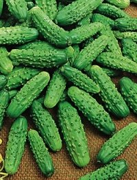 Products: Cucumber Outdoor Gherkin - SASKWATCH - Lefroy Valley