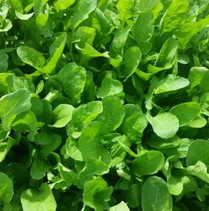 Products: Herb Rocket - STANDARD - Lefroy Valley
