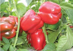 Products: Capsicum Sweet Outdoor - HELIX - Lefroy Valley