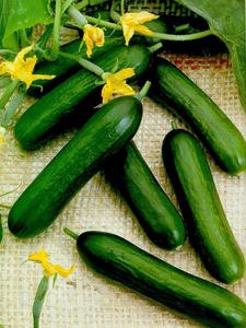 Products: Cucumber Indoor Mini - ELATE - Lefroy Valley
