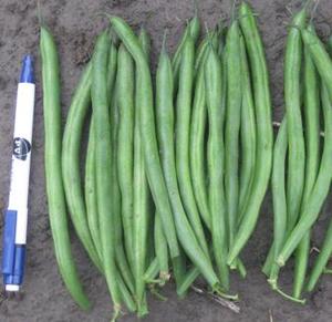 Products: Beans Dwarf - MESSI - Lefroy Valley