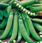 Products: Pea - MASSEY - Lefroy Valley