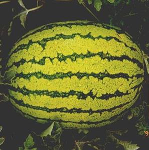 Products: Watermelon Seeded - CANDYSTORE - Lefroy Valley