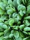 Spinach - QUARTZ - Lefroy Valley